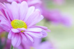 Lire la suite à propos de l’article Fleurs : l’aster, une vivace tout en beauté