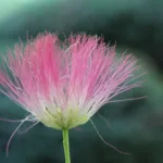 Fleurs d’Albizia : culture-entretien et astuces