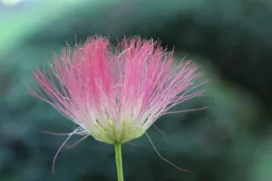 Lire la suite à propos de l’article Fleurs d’Albizia : culture-entretien et astuces