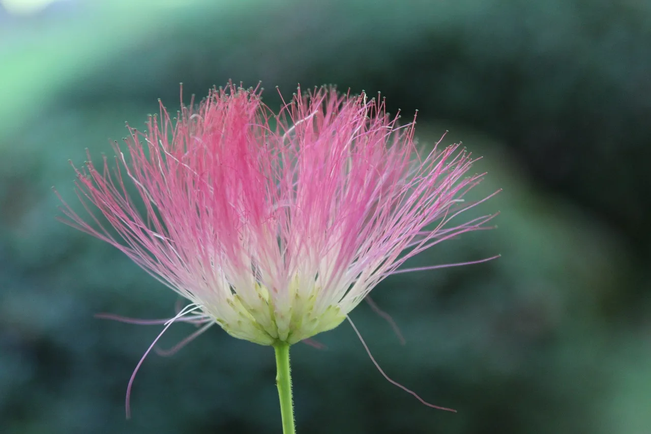 You are currently viewing Fleurs d’Albizia : culture-entretien et astuces