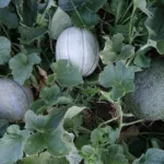 Plants de melons : guide pratique pour leur culture