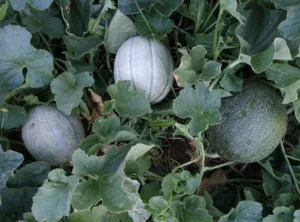 Lire la suite à propos de l’article Plants de melons : guide pratique pour leur culture