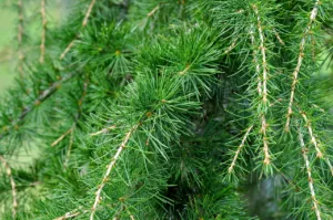 Lire la suite à propos de l’article Cèdre : tout savoir sur cet arbre majestueux