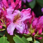 Le rhododendron étape par étape