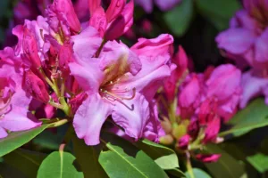 Lire la suite à propos de l’article Le rhododendron étape par étape