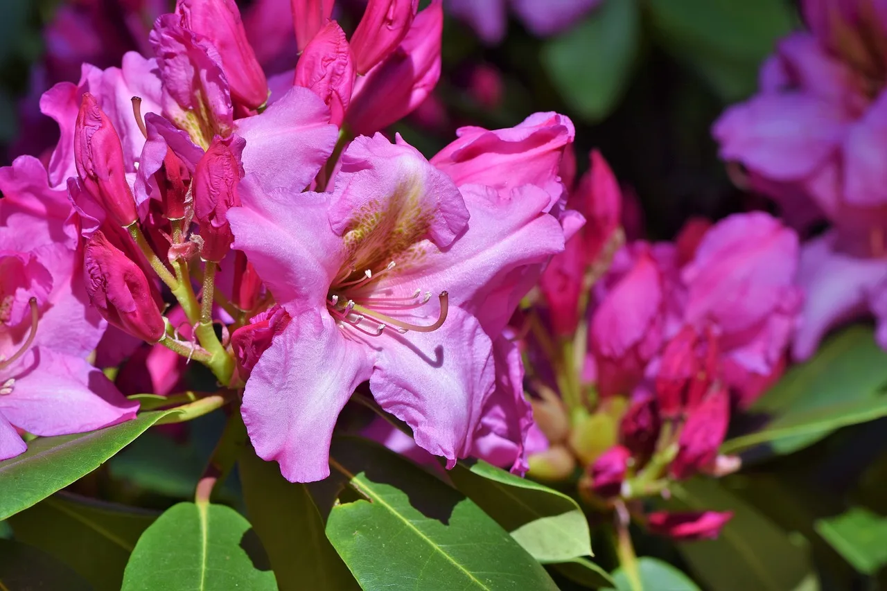 You are currently viewing Le rhododendron étape par étape