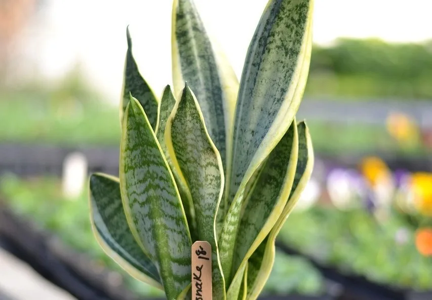 You are currently viewing La “langue de belle-mère”, une plante fascinante