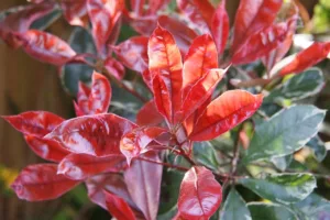 Lire la suite à propos de l’article Planter et entretenir une belle haie de Photinias