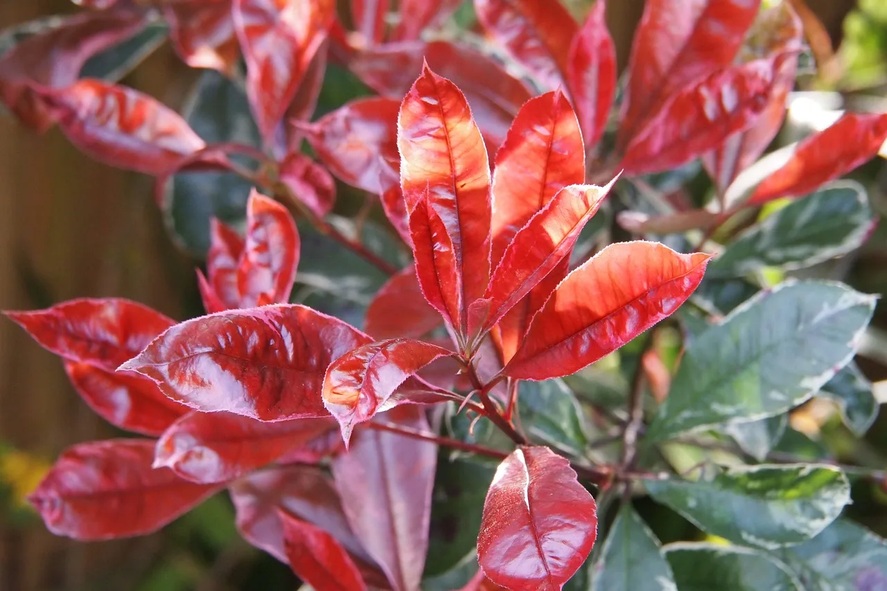 You are currently viewing Planter et entretenir une belle haie de Photinias