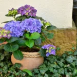 Cultiver un hortensia en pot : mode d’emploi