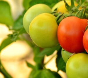 Lire la suite à propos de l’article 7 idées de recettes pour vos tomates vertes pas mûres