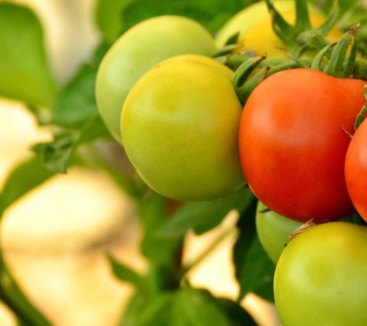 You are currently viewing Que faire avec des tomates vertes pas mûres : recettes et utilisation