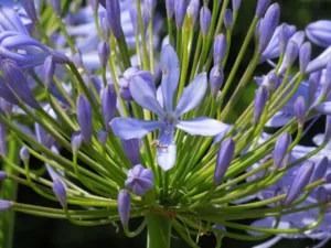 Lire la suite à propos de l’article Agapanthe : cultiver et entretenir ces belles fleurs