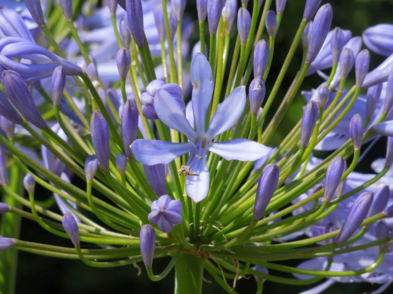 You are currently viewing Agapanthe : cultiver et entretenir ces belles fleurs