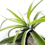 Tout savoir sur l’entretien du tillandsia “fille de l’air”