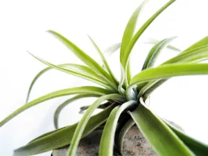 Lire la suite à propos de l’article Tout savoir sur l’entretien du tillandsia “fille de l’air”