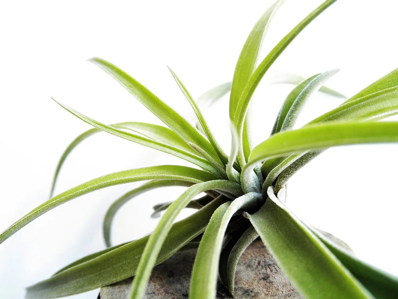 You are currently viewing Tout savoir sur l’entretien du tillandsia “fille de l’air”