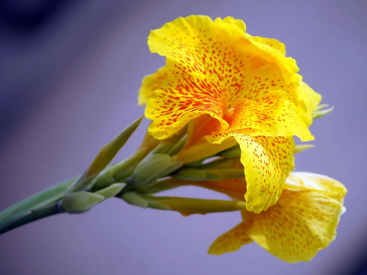 You are currently viewing Guide complet sur le Canna et ses belles fleurs