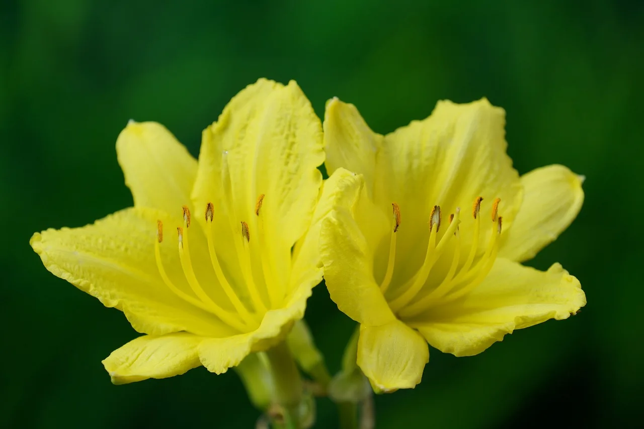 You are currently viewing Hémérocalle jaune , culture et conseils