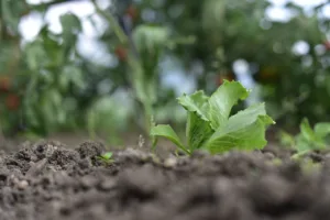 Lire la suite à propos de l’article Guide complet pour cultiver les salades iceberg