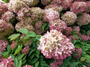 Lire la suite à propos de l’article Hydrangea Paniculata ou hortensia paniculé : le guide