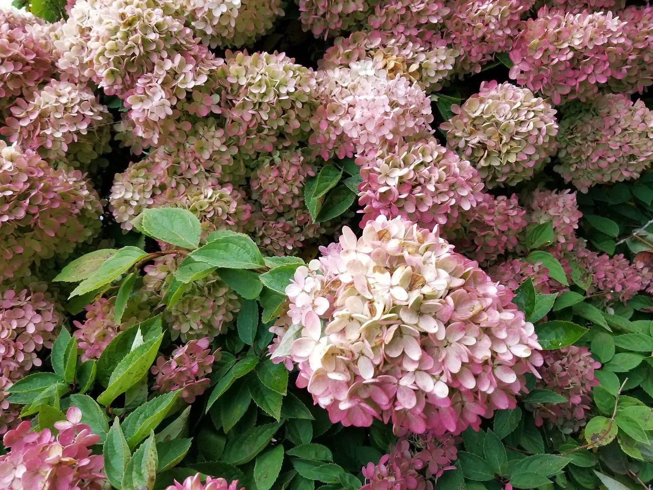 You are currently viewing Hydrangea Paniculata ou hortensia paniculé : le guide