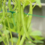 Choisir les variétés de haricots verts, conseils et astuces