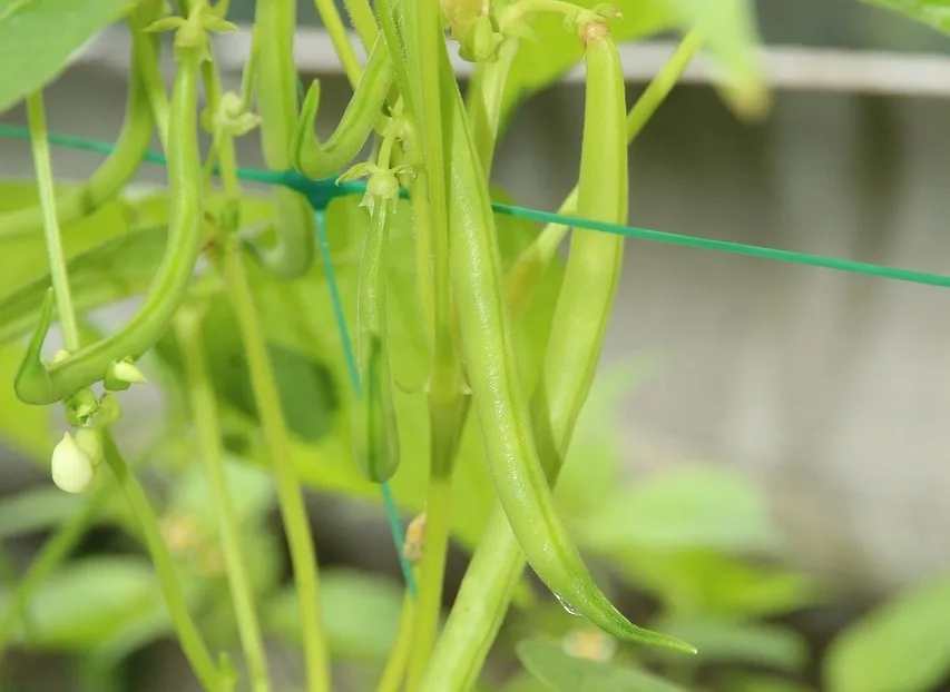 You are currently viewing Choisir les variétés de haricots verts, conseils et astuces