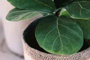 Lire la suite à propos de l’article Tout savoir sur l’entretien du Ficus lyrata (figuier lyre)