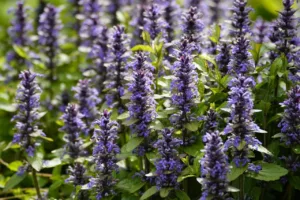 Lire la suite à propos de l’article Bugle rampante (Ajuga repetans) : tout savoir