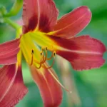 Comment planter un bulbe d’amaryllis au jardin