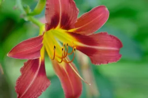 Lire la suite à propos de l’article Comment planter un bulbe d’amaryllis au jardin