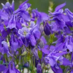 L’ancolie, une fleur de caractère pour le jardin