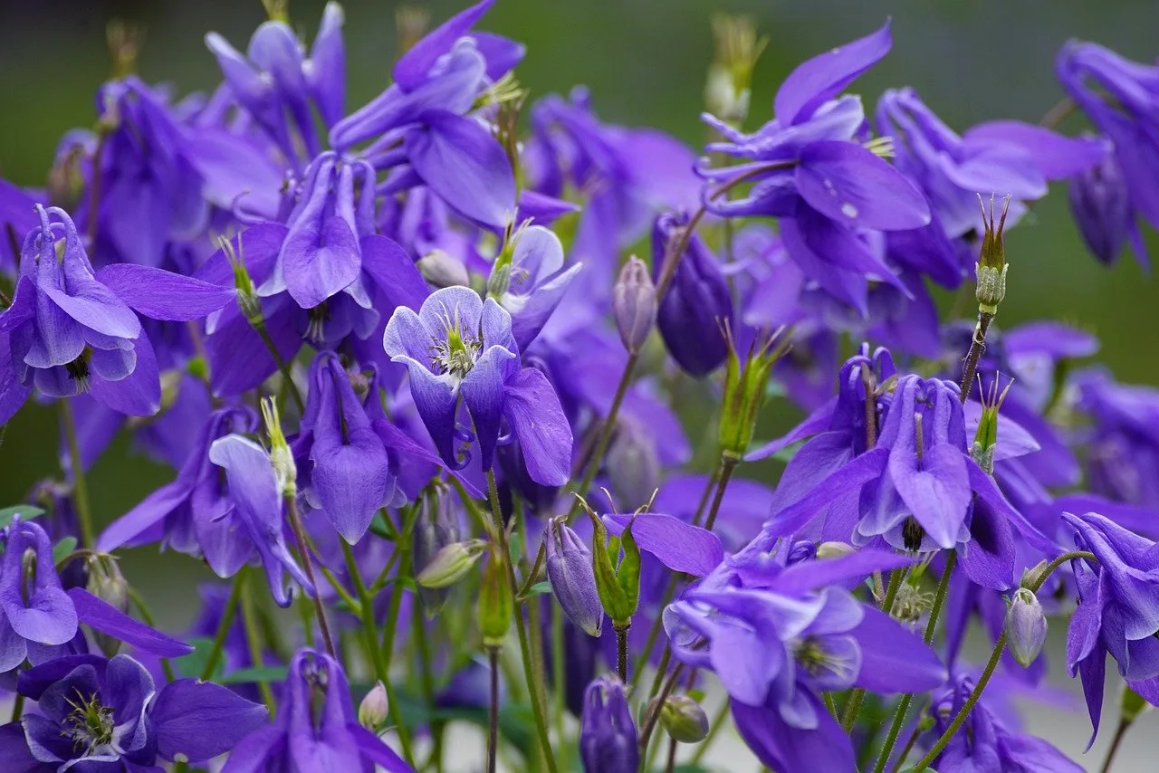 You are currently viewing L’ancolie, une fleur de caractère pour le jardin