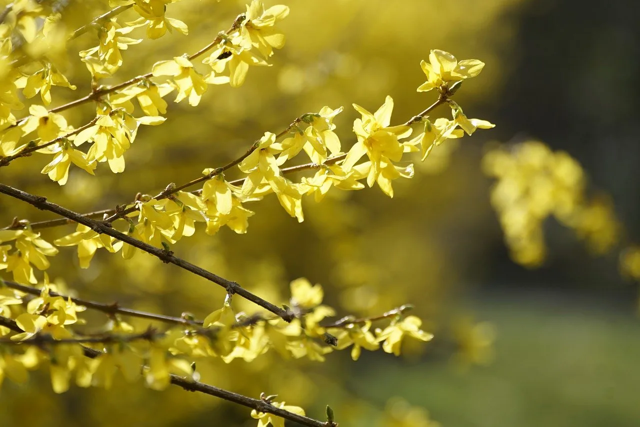 You are currently viewing Bouturage du forsythia : mode d’emploi