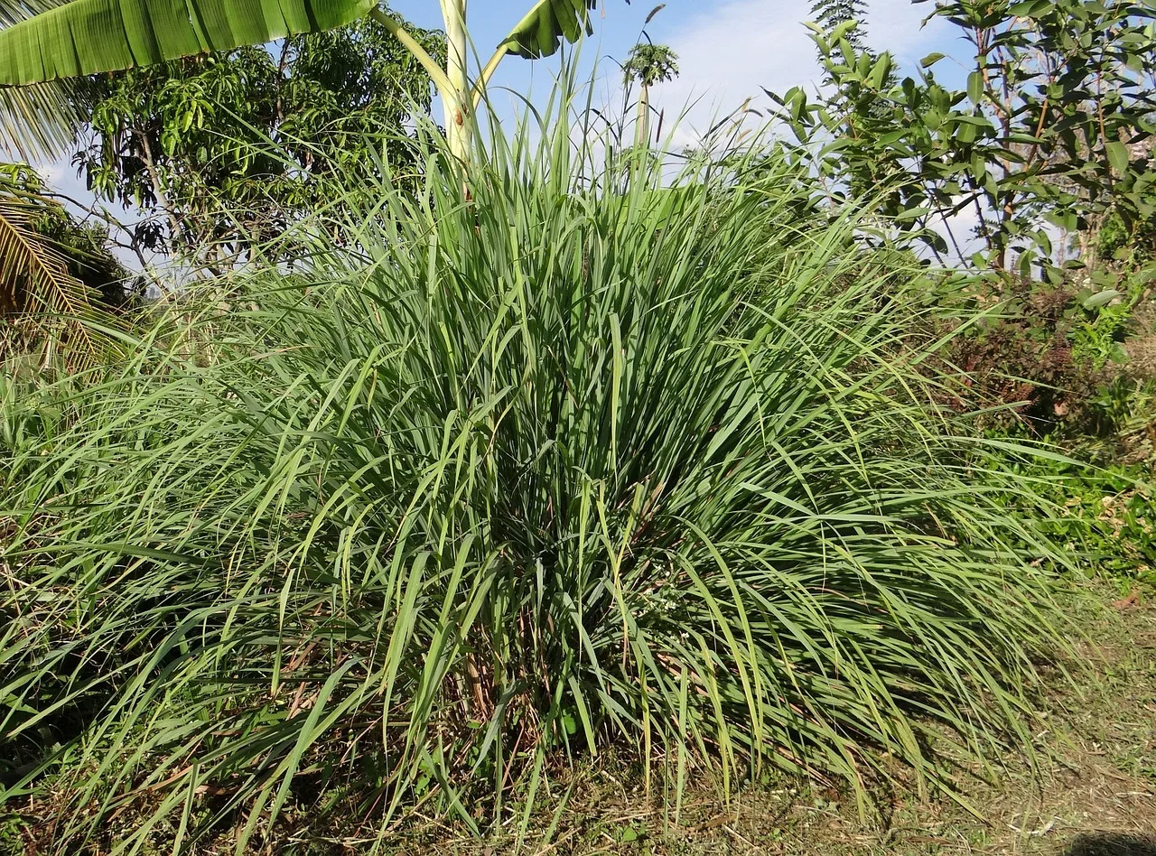 You are currently viewing La citronnelle, une plante aromatique à découvrir