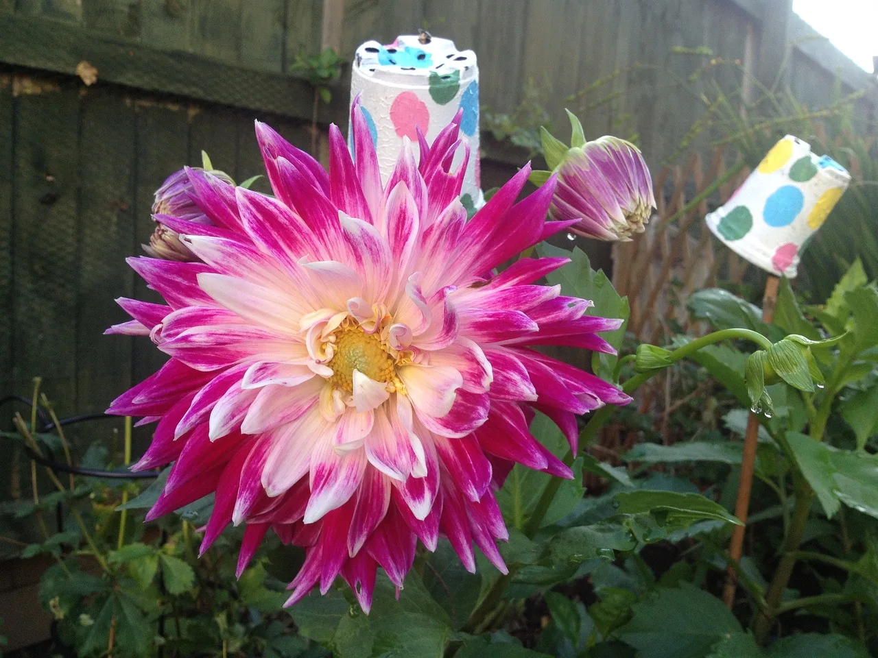 You are currently viewing Tous savoir sur les dahlias cactus au jardin