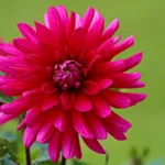 Guide complet sur la culture du dahlia rouge