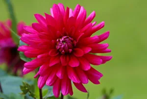 Lire la suite à propos de l’article Guide complet sur la culture du dahlia rouge