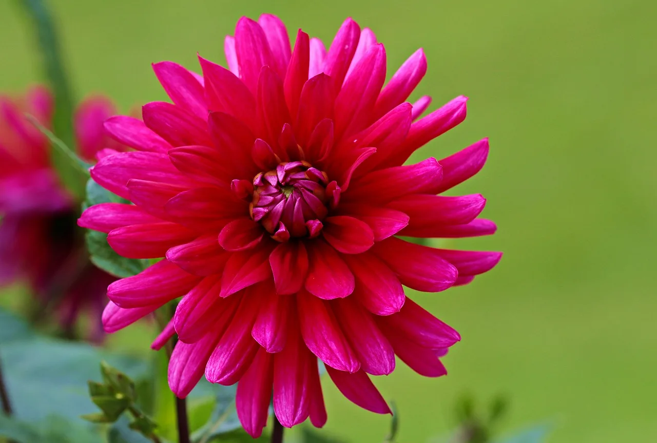 You are currently viewing Cultiver des dahlias en pot, mode d’emploi