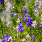 Delphinium bleu : tout savoir sur cette plante vivace