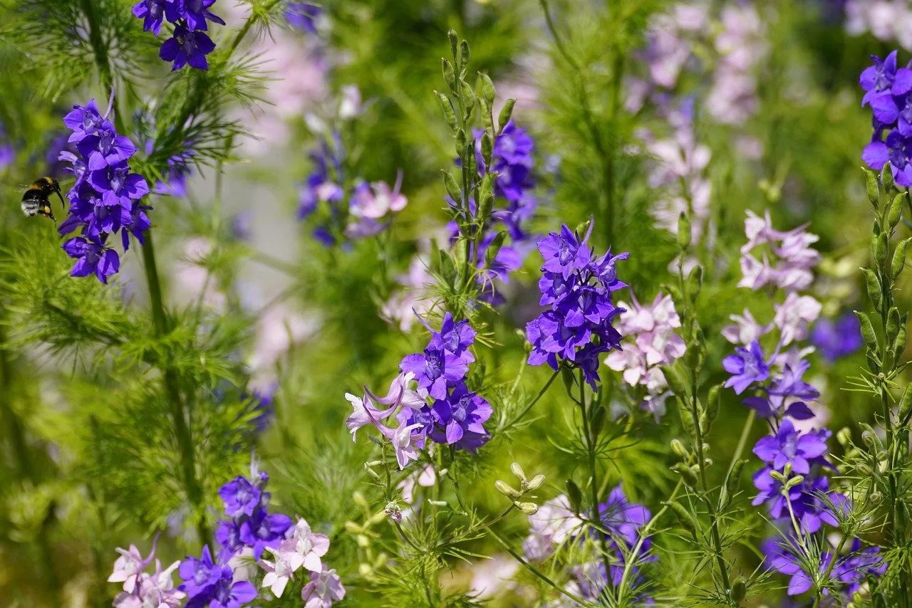 You are currently viewing Delphinium bleu : tout savoir sur cette plante vivace