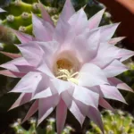 Comment avoir de beaux cactus en fleurs