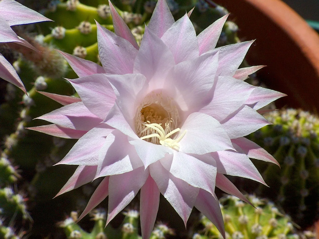 You are currently viewing Comment avoir de beaux cactus en fleurs