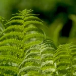 Planter des fougères au jardin, c’est possible !