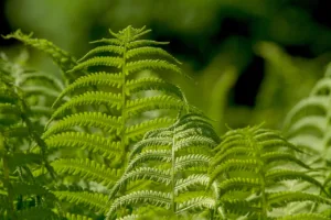 Lire la suite à propos de l’article Planter des fougères au jardin, c’est possible !