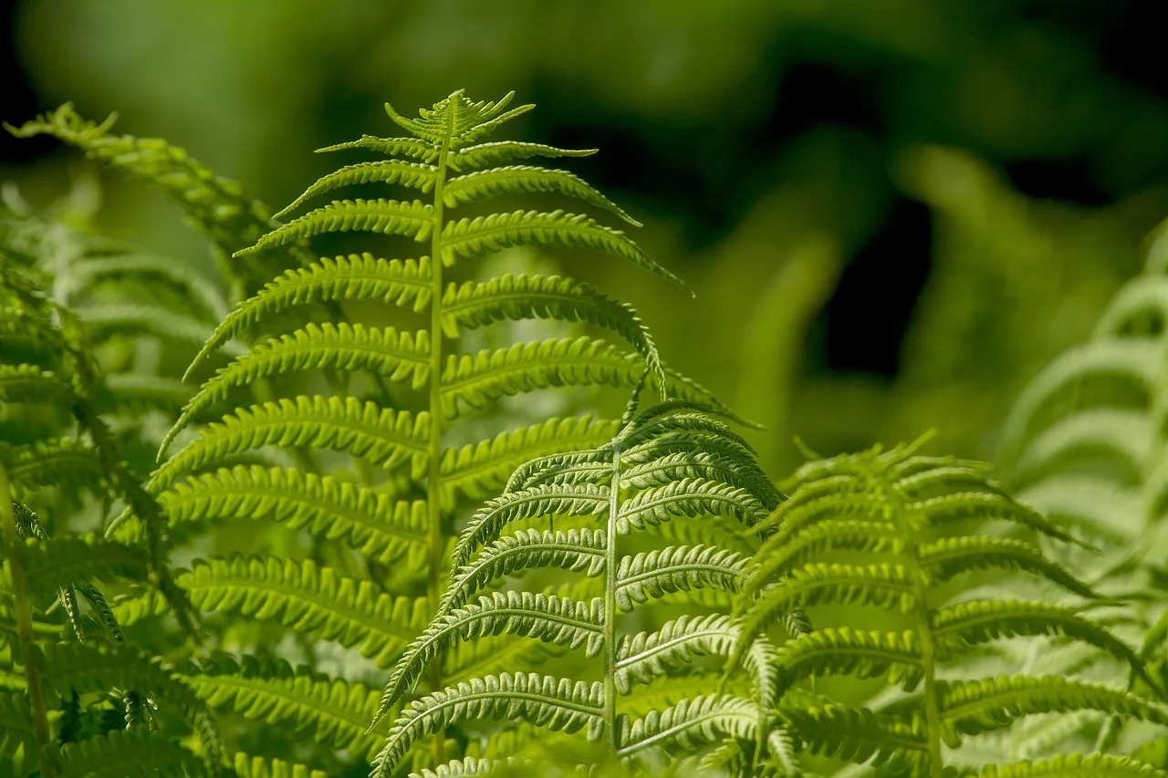 You are currently viewing Planter des fougères au jardin, c’est possible !