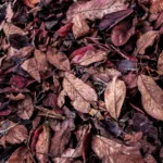 Utiliser les feuilles mortes au jardin : conseils et astuces