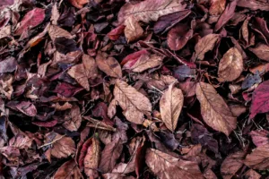 Lire la suite à propos de l’article Utiliser les feuilles mortes au jardin : conseils et astuces