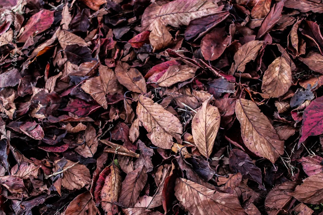 You are currently viewing Utiliser les feuilles mortes au jardin : conseils et astuces